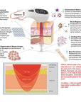 Deep Tissue Red Laser Therapy for Pain Relief and Recovery